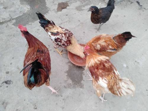 Two cocks and 3 hens 