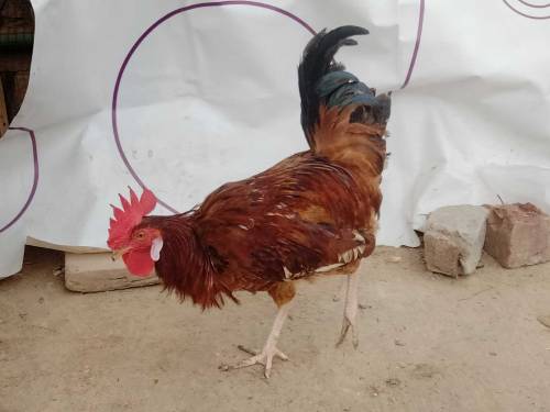 Two cocks and 3 hens 