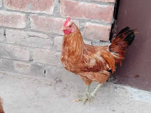 Two cocks and 3 hens 