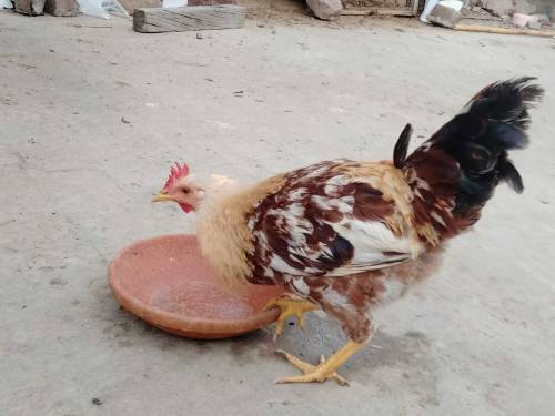 Two cocks and 3 hens 