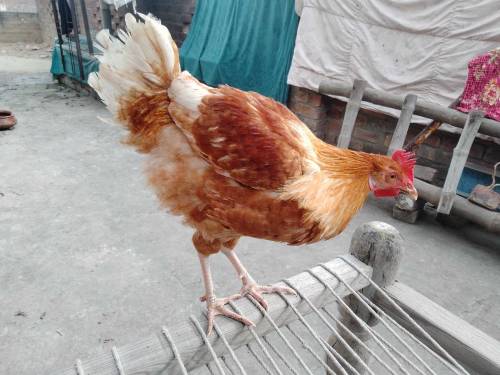Two cocks and 3 hens 