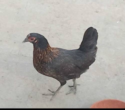 Two cocks and 3 hens 