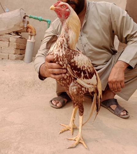 aseel murgha 