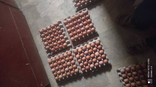 Desi egg available 