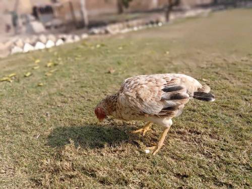Aseel murghi for sale 