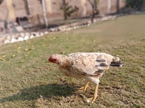 Aseel murghi for sale 