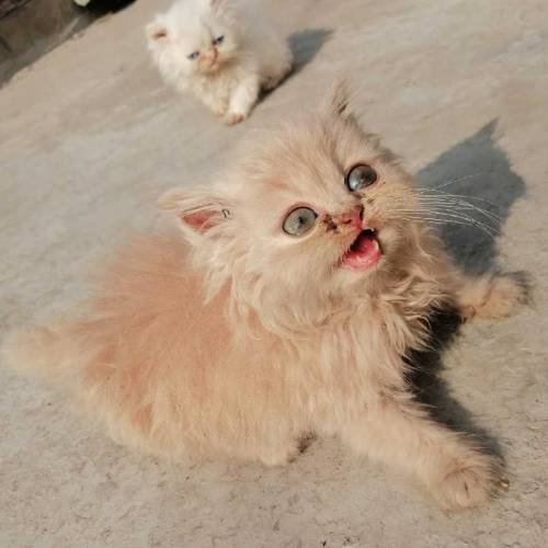 Persian cat kittens