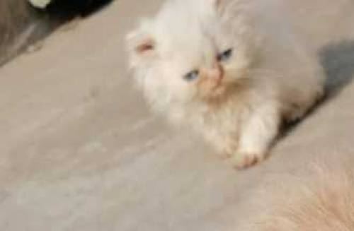 Persian cat kittens