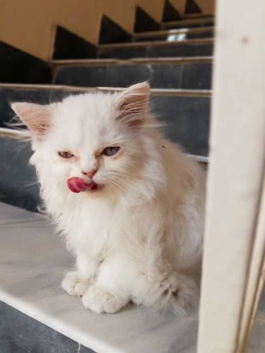 persian male blue eyes