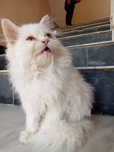 persian male blue eyes