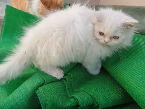 persian male blue eyes