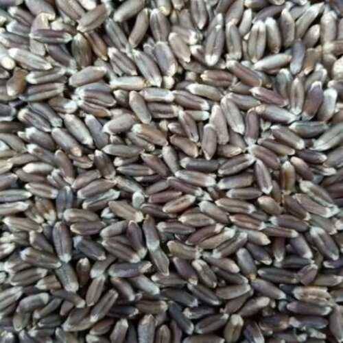 Black Wheat 