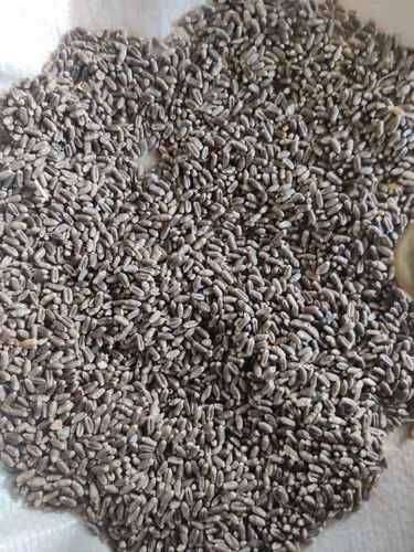 Black Wheat 