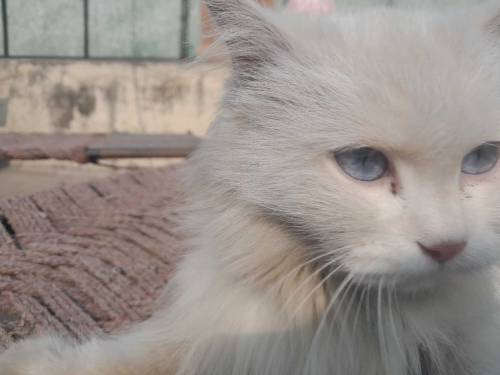 beatiful female doll face cat hai blue eyes hai loving female haikami 