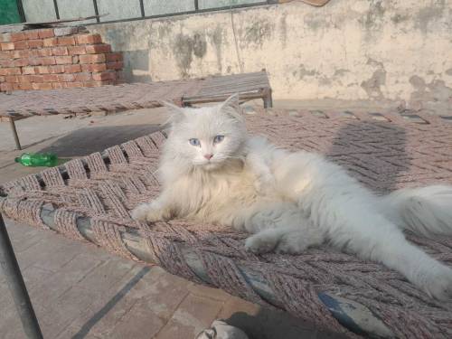 beatiful female doll face cat hai blue eyes hai loving female haikami 