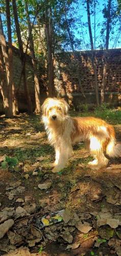 Tibetan puppy sell urgent 