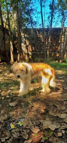 Tibetan puppy sell urgent 