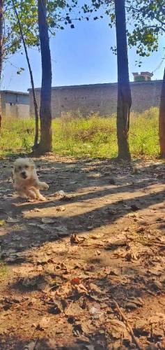 Tibetan puppy sell urgent 