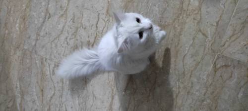 Male Persian cat 