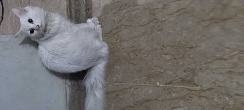 Male Persian cat 