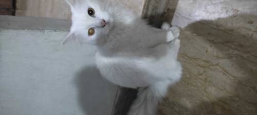 Male Persian cat 