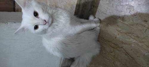 Male Persian cat 