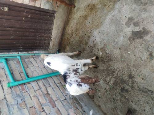 2 bakr 1 bakri kaban ha 