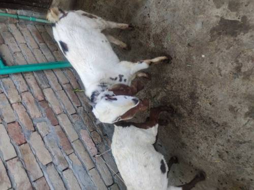 2 bakr 1 bakri kaban ha 