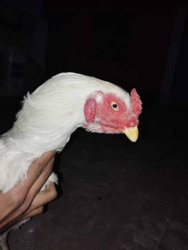 Heera aseel for sale 