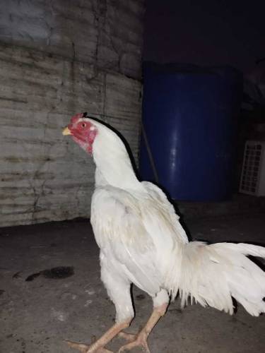Heera aseel for sale 