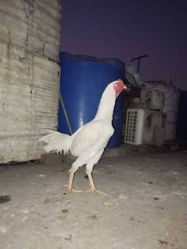 Heera aseel for sale 