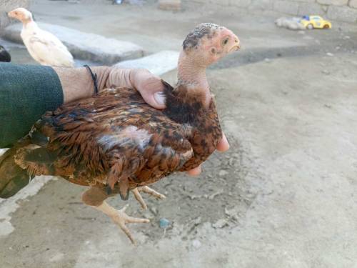 Aseel chick for sell
