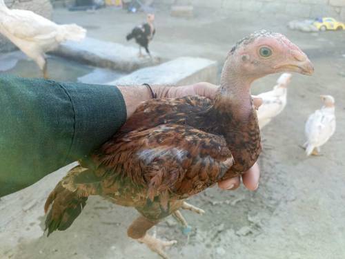 Aseel chick for sell