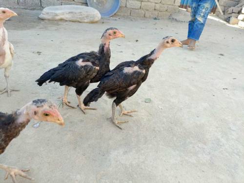 Aseel chick for sell