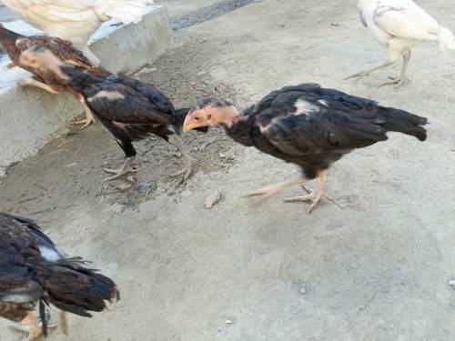 Aseel chick for sell