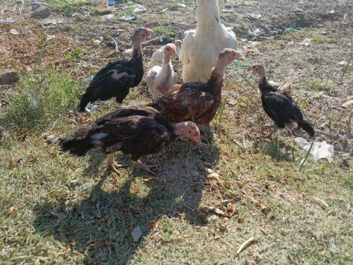 Aseel chick for sell