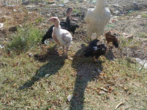 Aseel chick for sell