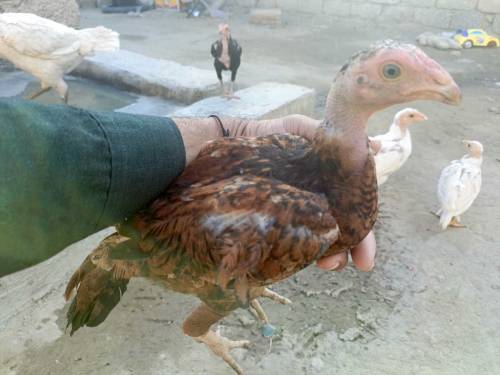 Aseel chick for sell
