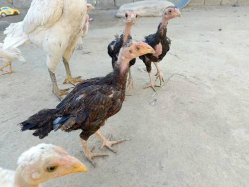 Aseel chick for sell