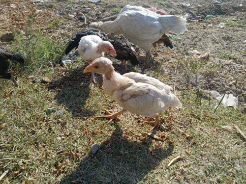 Aseel chick for sell