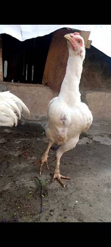 White O Shamo Aseel