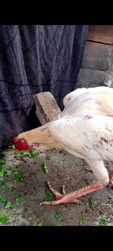 White O Shamo Aseel