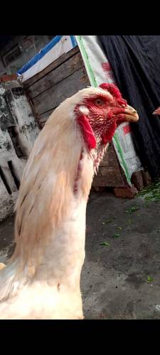 White O Shamo Aseel
