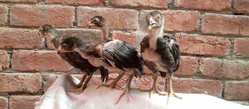 Thai chicks