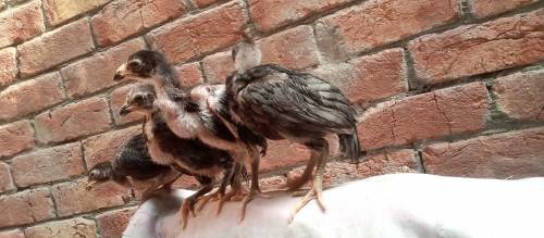 Thai chicks