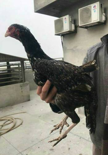 pure aseel jawa female 1.2year laying egg