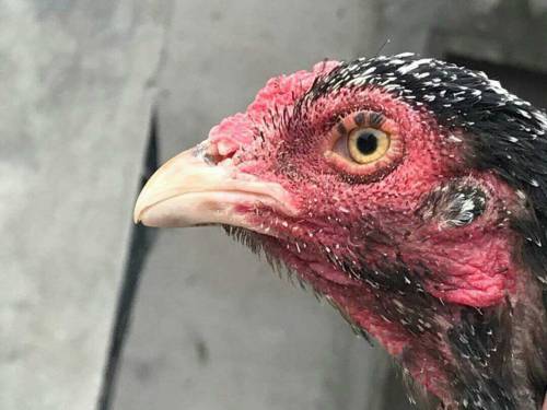 pure aseel jawa female 1.2year laying egg