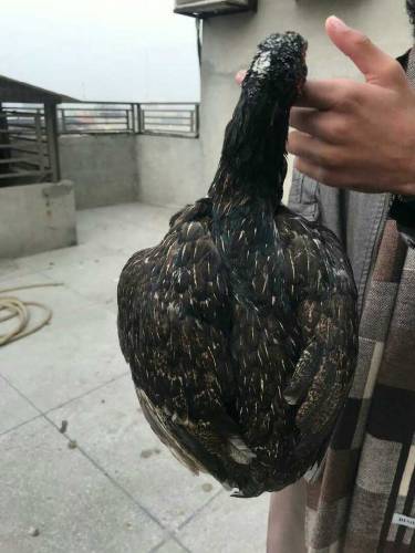 pure aseel jawa female 1.2year laying egg