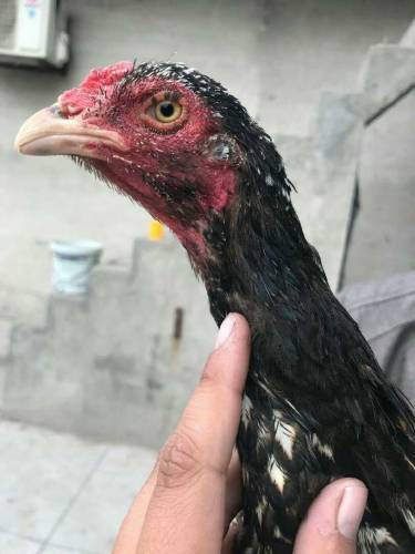pure aseel jawa female 1.2year laying egg