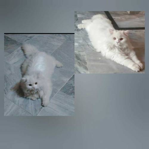 persian male cat for sale vaccination card b available ha